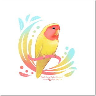 Peach Faced Lutino Lovebird Posters and Art